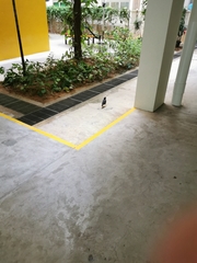 Acridotheres javanicus