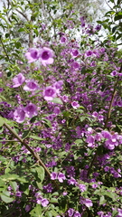 Prostanthera rotundifolia