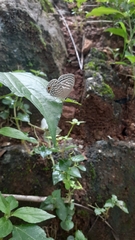 Jamides alecto alocina