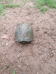 Kinosternon sonoriense