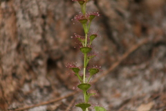 Drosera platypoda