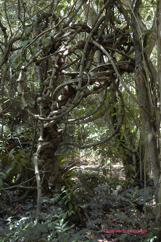 Banisteriopsis caapi