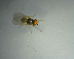 Chamaepsila nigricornis