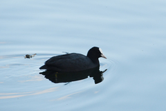 Fulica atra
