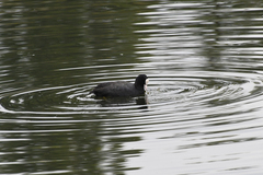Fulica atra
