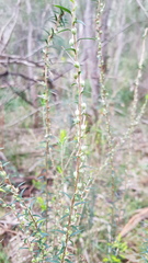 Epacris impressa