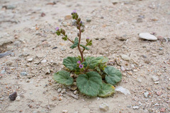 Phacelia pachyphylla