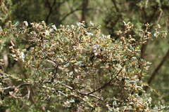 Pomaderris prunifolia