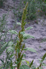 Amaranthus retroflexus