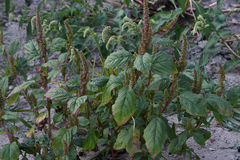 Amaranthus retroflexus