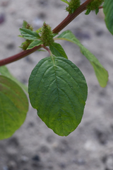 Amaranthus retroflexus