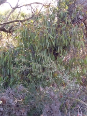 Lorantheae