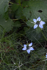 Nigella damascena