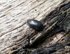 Eustrophus dermestoides