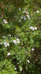 Westringia fruticosa