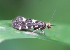Lampronia corticella