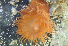 Actinia australiensis