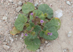 Phacelia pachyphylla