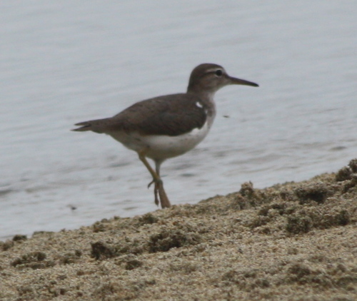 Actitis macularius