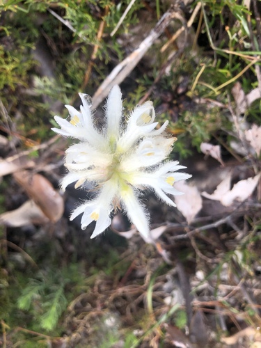 Conostylis setosa (Conostylis setosa)