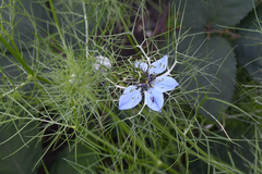 Nigella damascena
