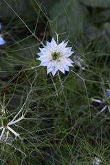 Nigella damascena