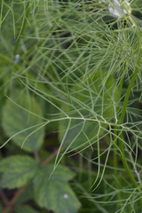 Nigella damascena