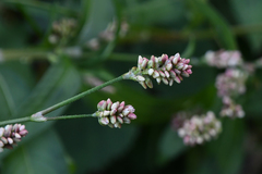 Persicaria maculosa