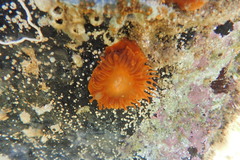 Actinia australiensis