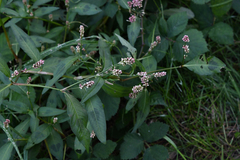 Persicaria maculosa
