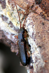 Dendrophagus crenatus
