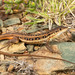 Spotted Sand Lizard - Photo (c) Tyrone Ping, some rights reserved (CC BY-NC), uploaded by Tyrone Ping