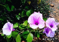 Ipomoea pedicellaris