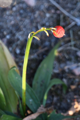 Convallaria majalis