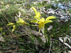 Diuris orientis × chryseopsis