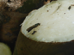 Merosargus
