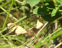 Idaea aureolaria