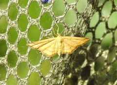 Idaea aureolaria
