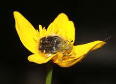 Tropinota hirta