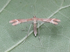 Marasmarcha lunaedactyla