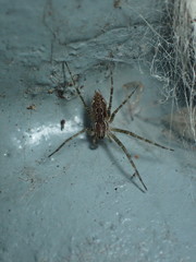 Dendrolycosa robusta