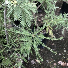 Sophora longicarinata