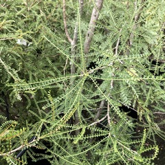 Sophora longicarinata