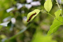 Spilarctia subcarnea