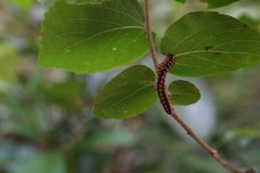 Helicorthomorpha holstii
