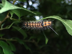 Spilarctia subcarnea