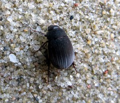 Maladera holosericea