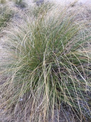 Chionochloa rigida rigida