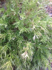 Galium andrewsii