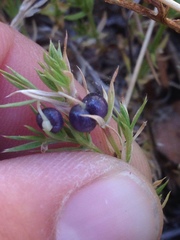Galium andrewsii